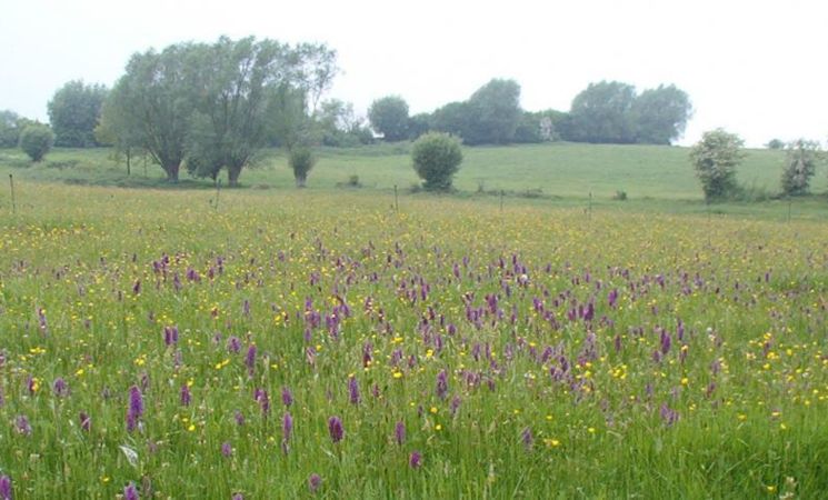 Balade à la découverte de la réserve d'Housta