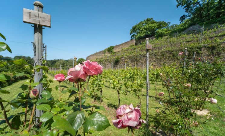 Balades familiales et sportives - A la découverte des 3 vignobles de Villers-la-Ville