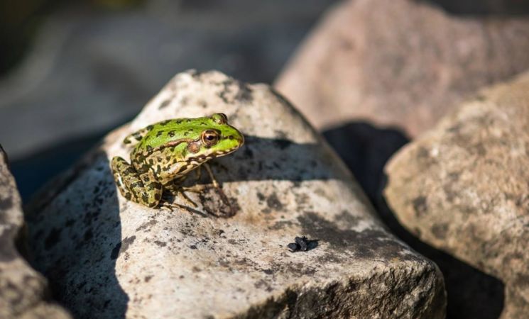 Les petites bêtes du ruisseau