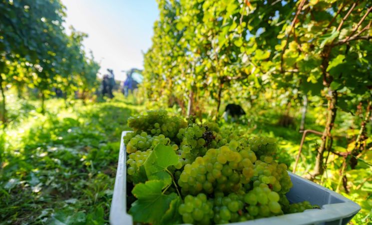 Visite guidée du Domaine W