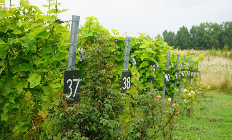 Coteaux des avelines