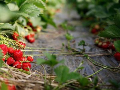 Les fraises des Vergers Micolombe