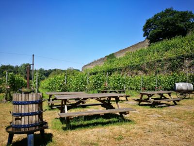 Guided tour of Villers Abbey vineyard