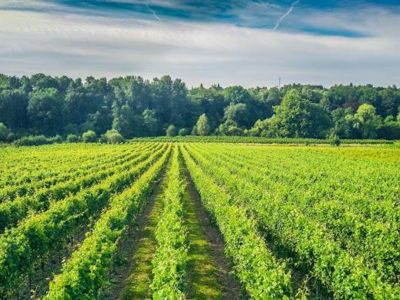 Domaine du Chapitre