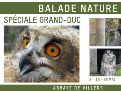 Balade nature - Le Grand Duc à l'Abbaye de Villers