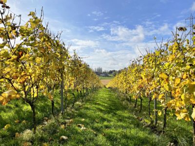 Weekend du vin - Noduwine avec l'Office du Tourisme d'Orp-Jauche