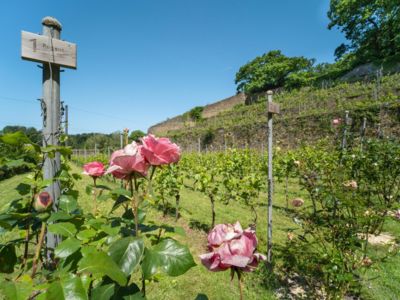Balades familiales et sportives - A la découverte des 3 vignobles de Villers-la-Ville