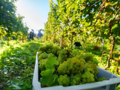 Visite guidée du Domaine W