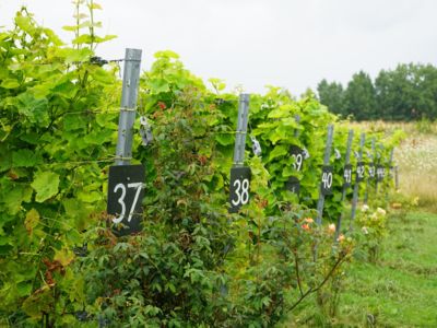 Côteaux des Avelines