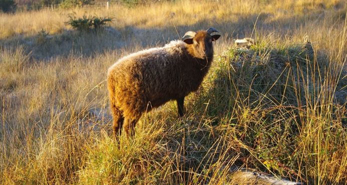 mouton Cap d'Erquy© JRouxel - Office de Tourisme d’ERQUY (22)
