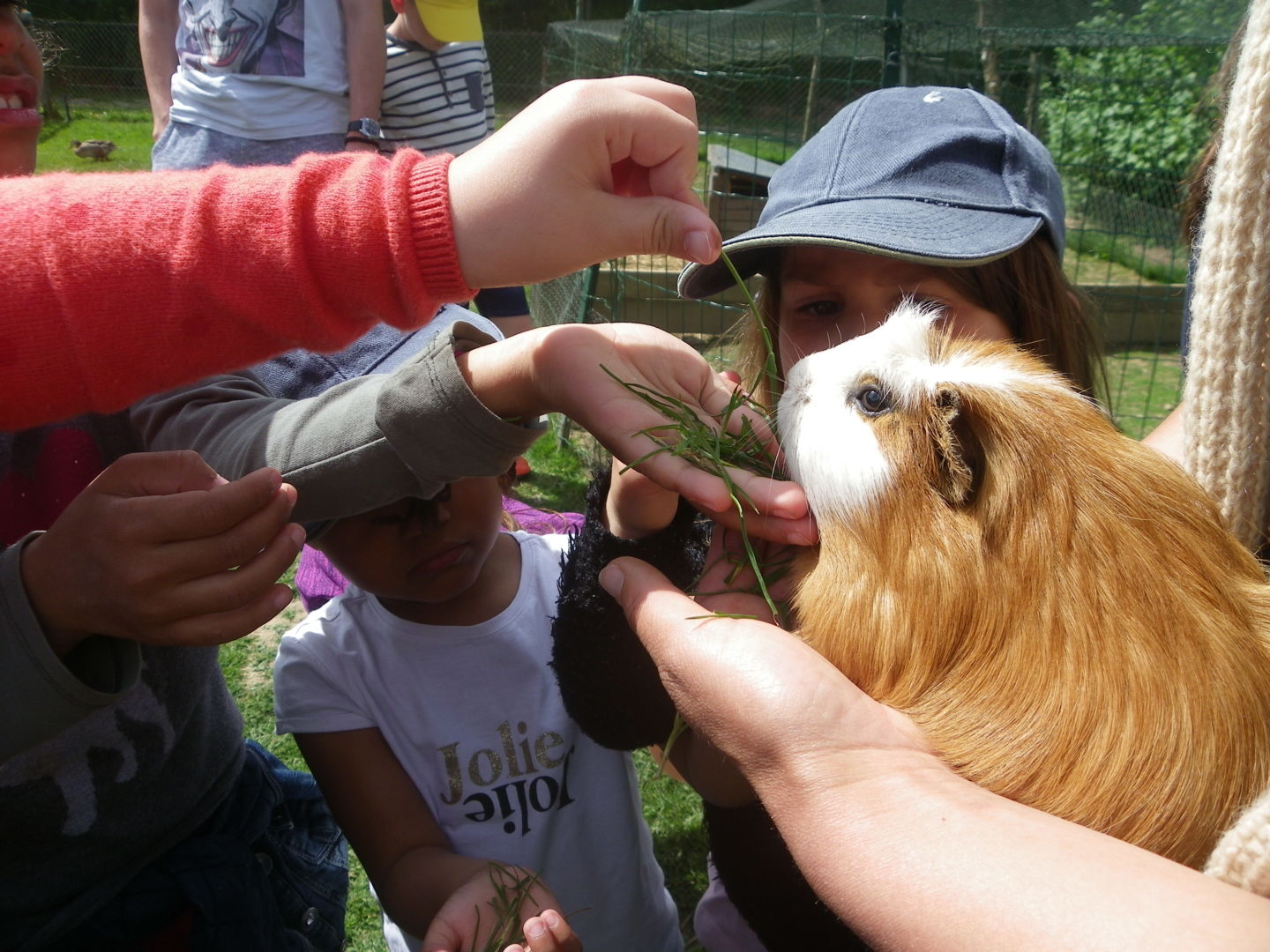 Visite des animaux à la ferme pédagogique