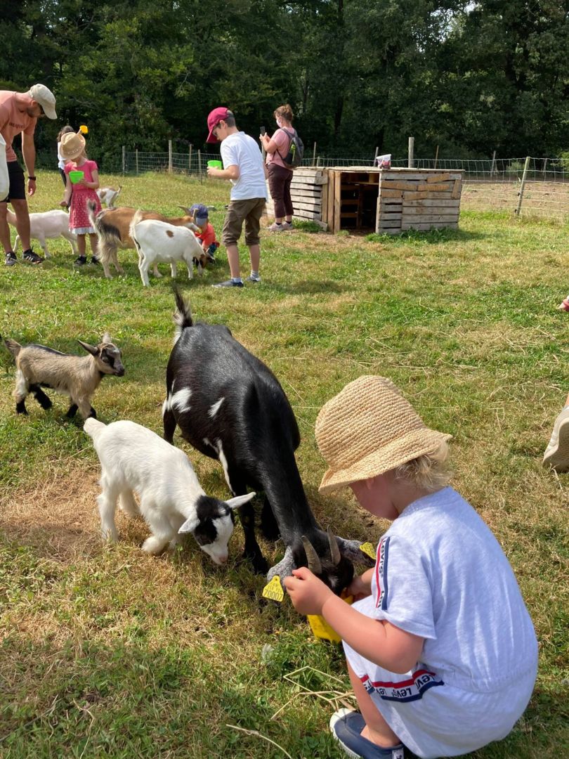 Les chèvres naines à la ferme pédagogique