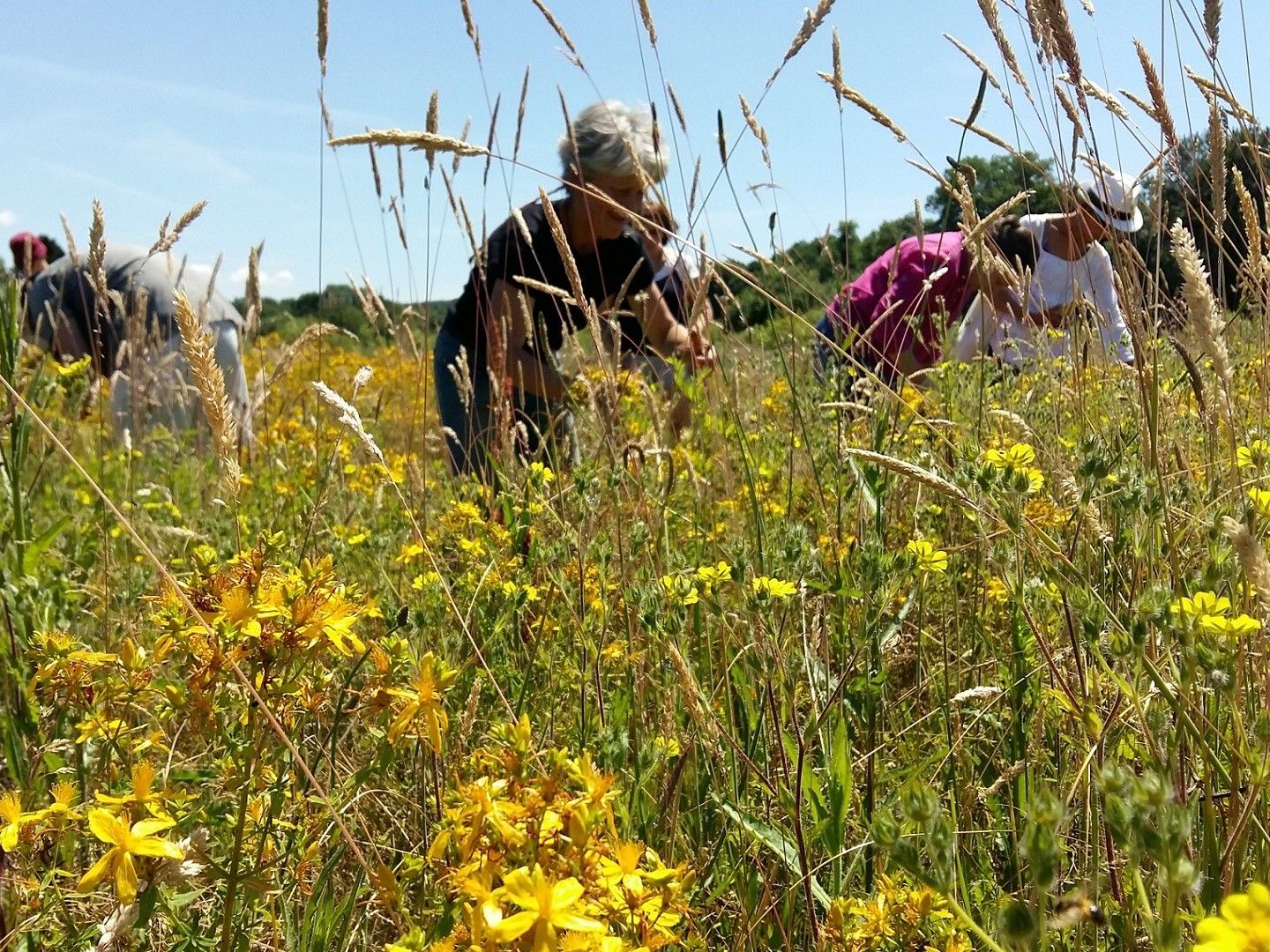 Suivez le druide - Plantes sauvages - Ecologie joyeuse et positive - Escapade Glaz