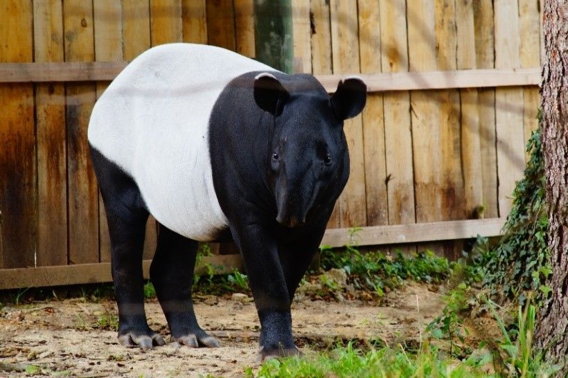 photo tapir noir zoo