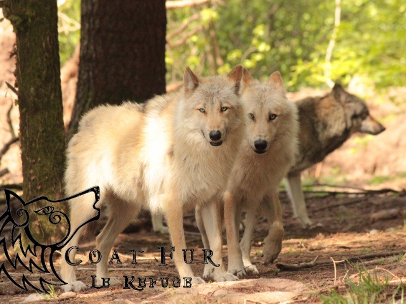 Refuge des loups de Coar-Fur, Lescouët-Gouarec