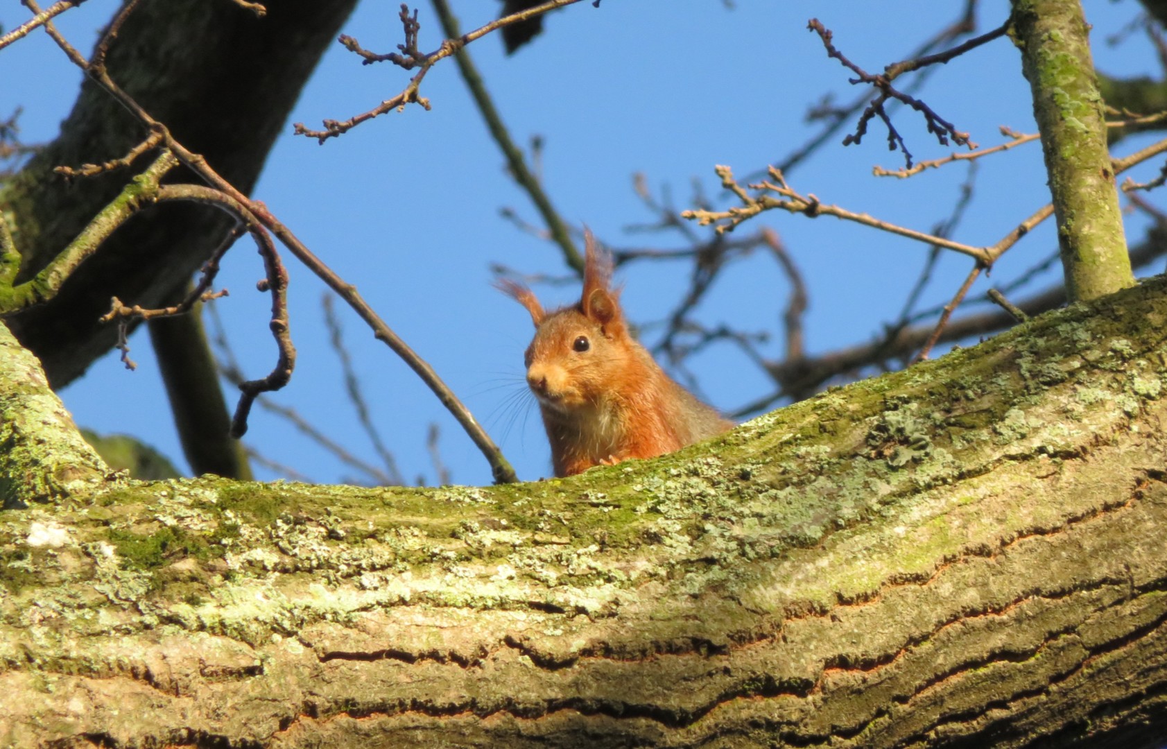 Animaux du bocage