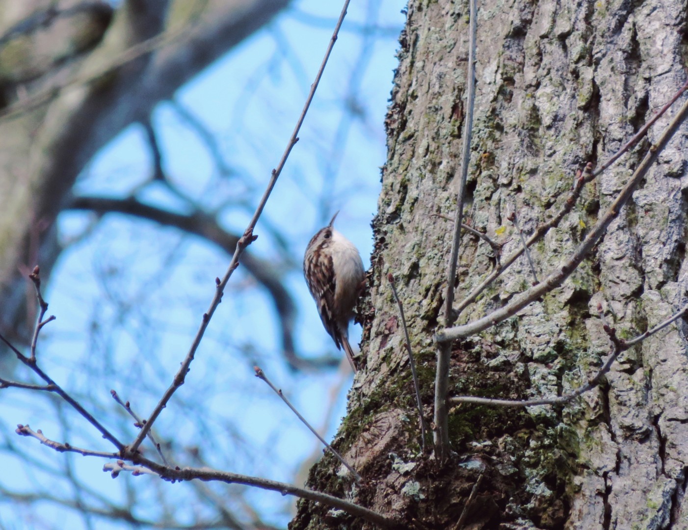 Les oiseaux forestiers