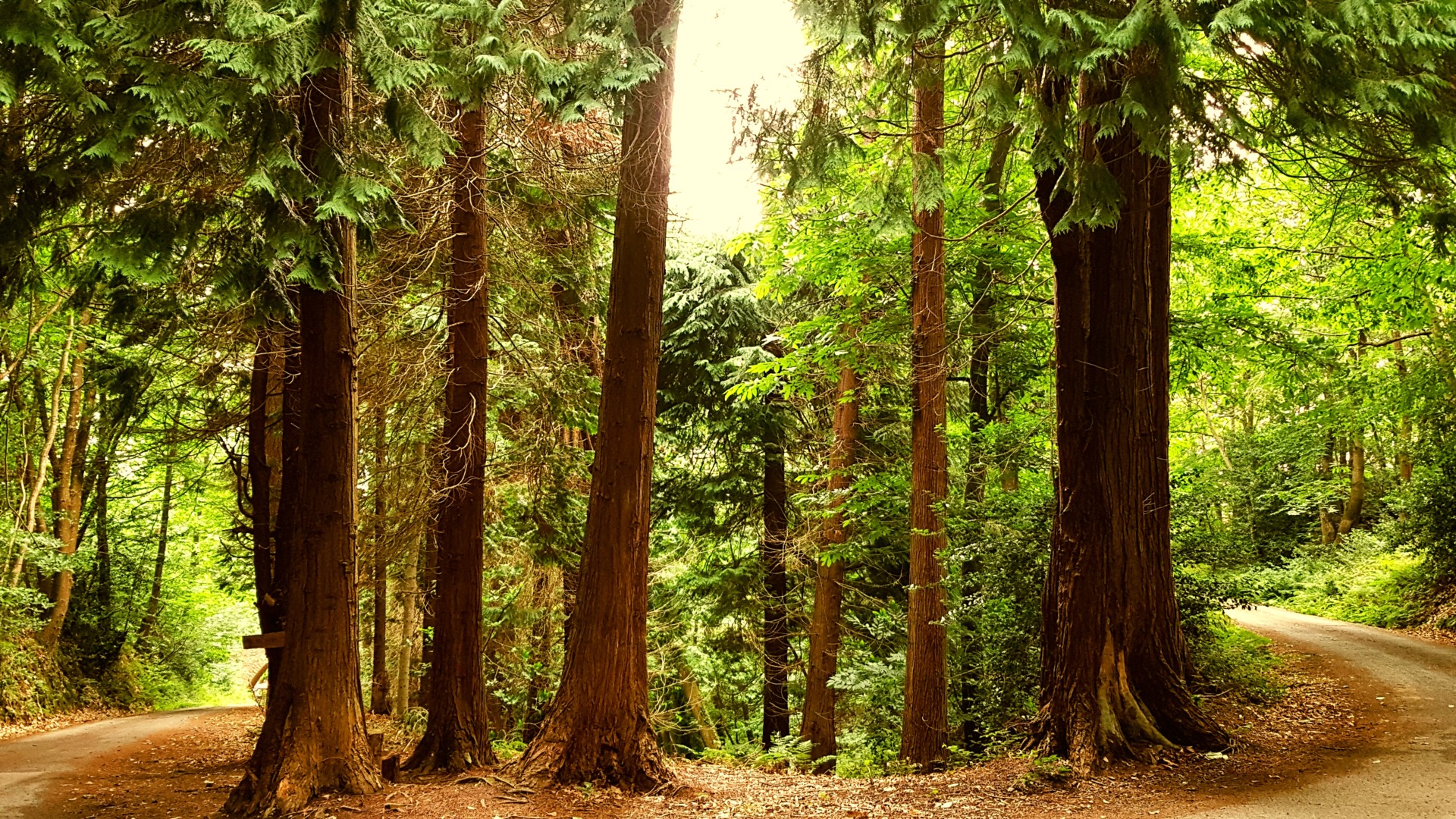 Forêt de Penhoat Lancerf