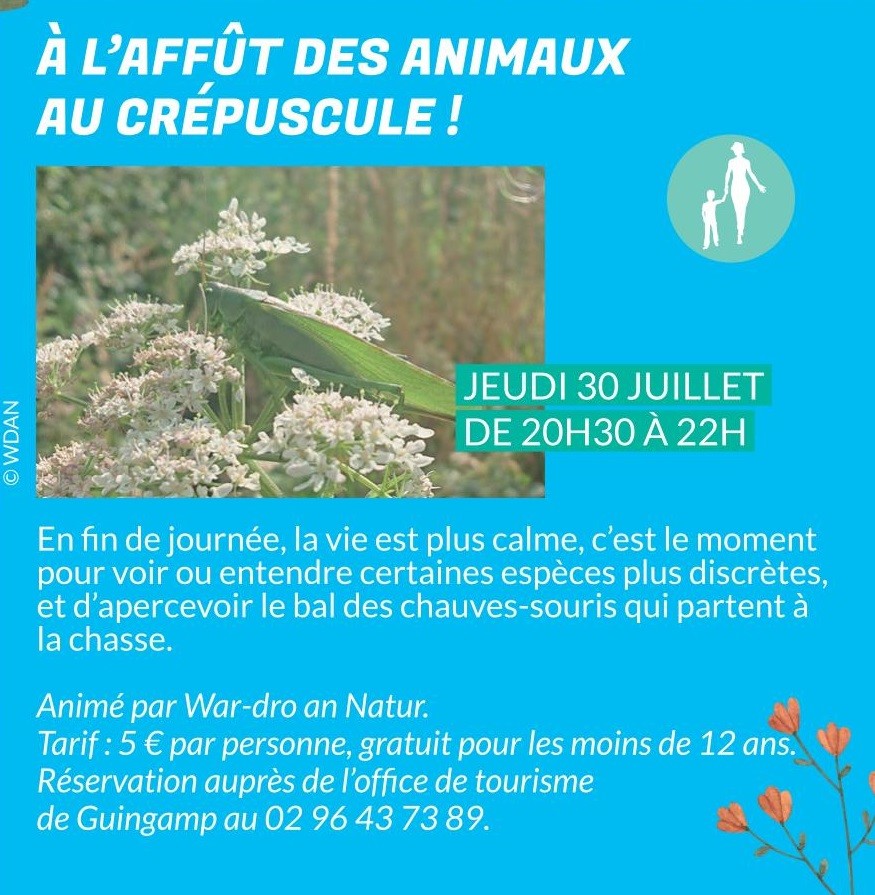 A l'affût des animaux au crépuscule !