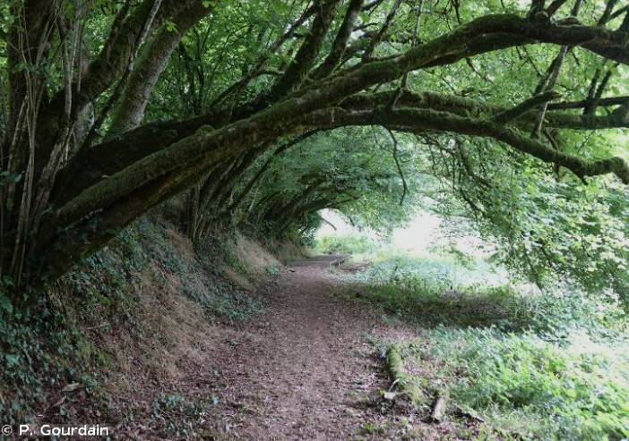 Arbre rocleu Peumerit quintin P. Gourdain