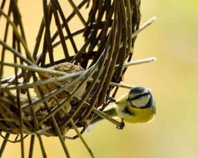 Atelier Fabrication d’une mangeoire pour oiseaux