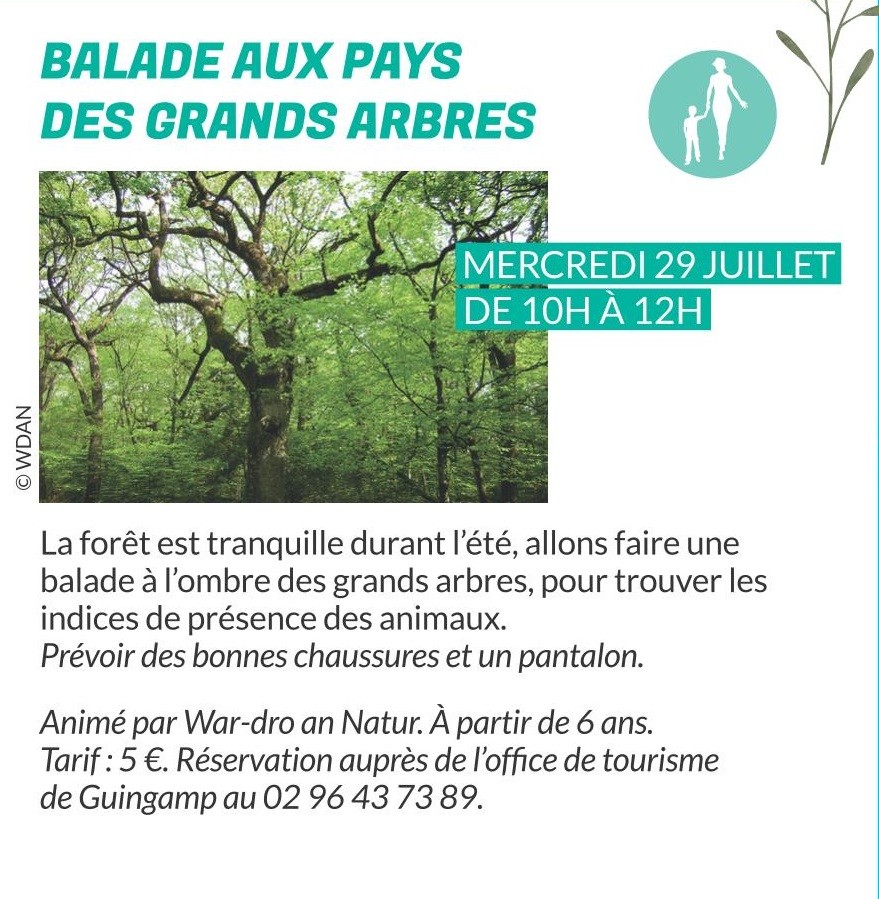 Balade au pays des grands arbres