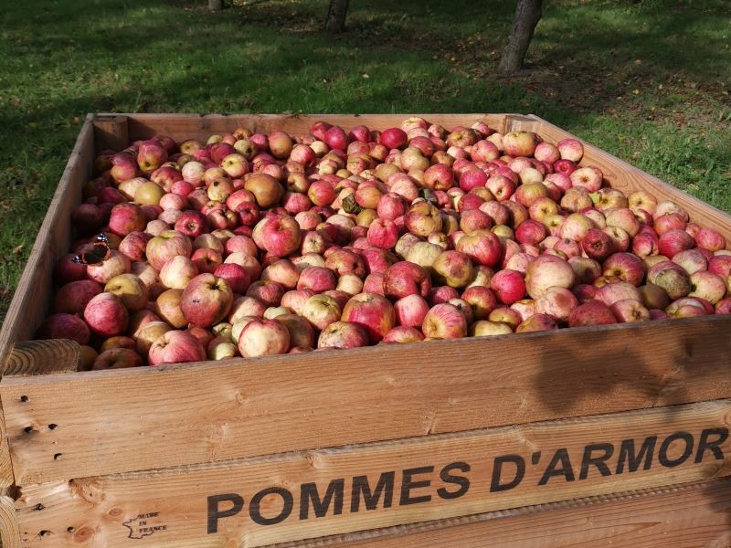 Domaine des pommes d'Armor - pommes