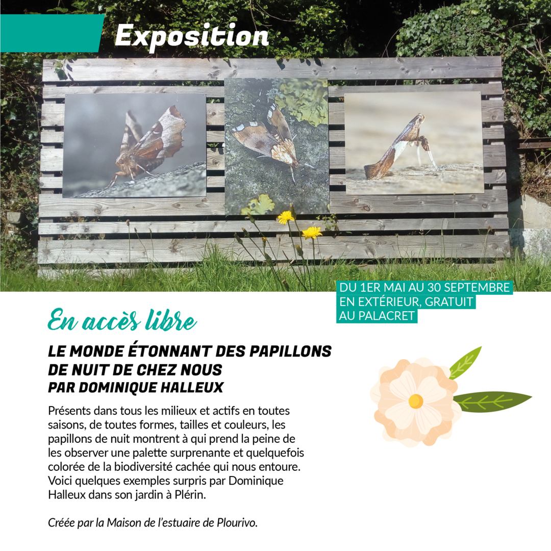 Le Palacret : exposition photos "Le monde étonnant des papillons de nuit de chez nous" | Saint-Laurent | Côtes d