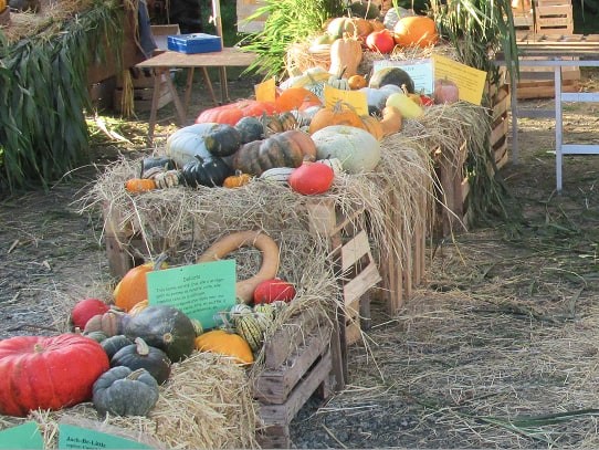 33ème Foire aux courges à Pédernec