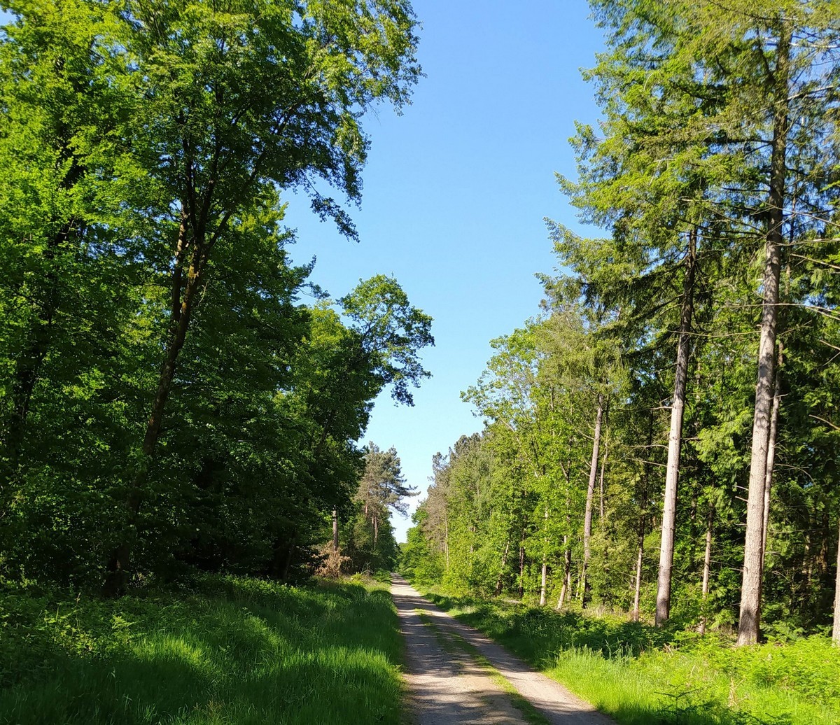 Forêt-Coëtquen