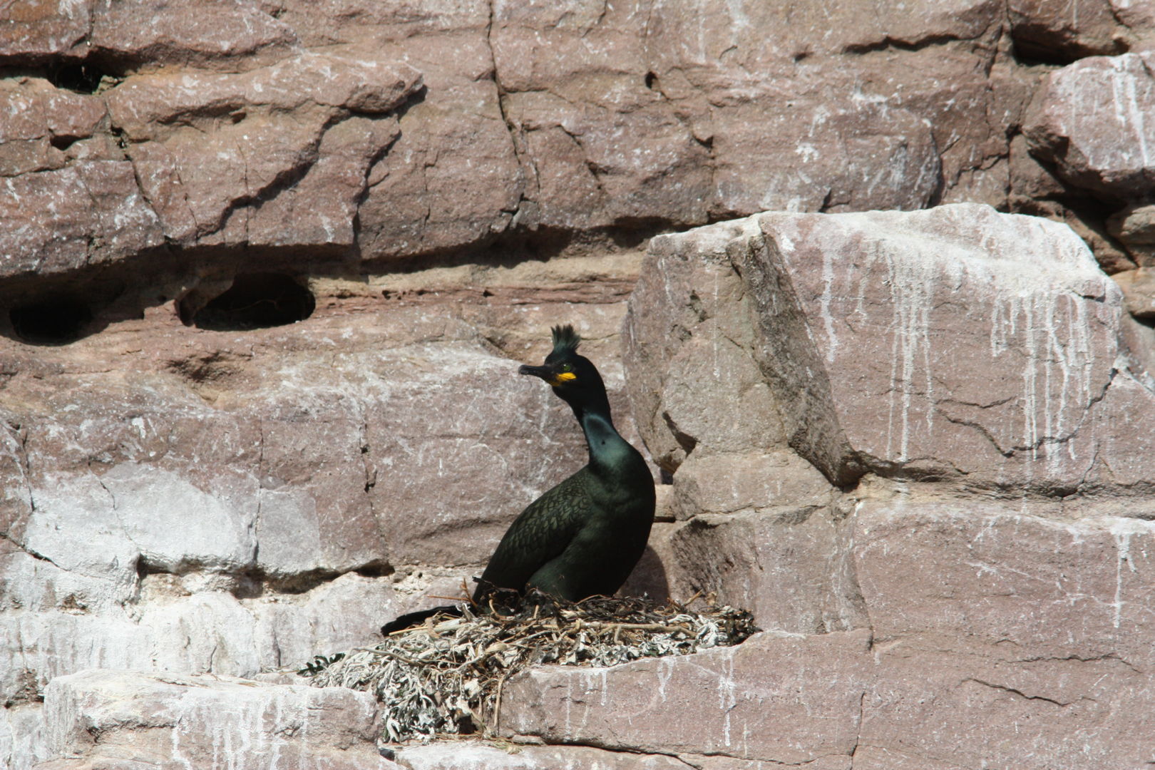 Cormoran huppé sur nid