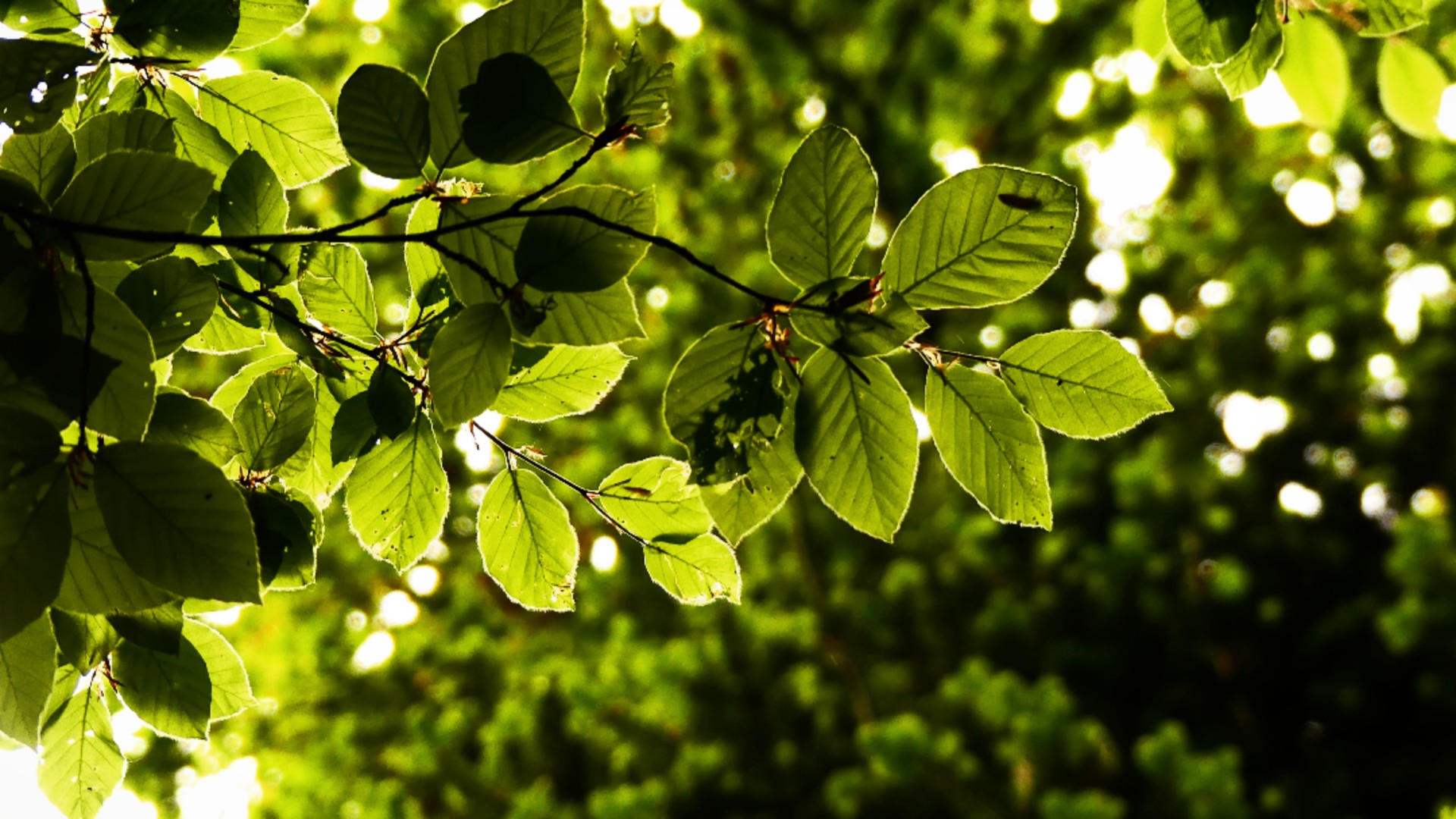 foret de Coat-an-Noz