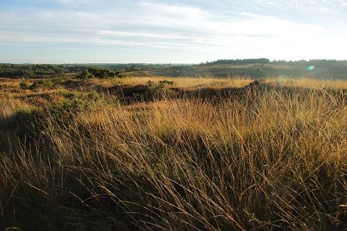 La lande aux 4 saisons - Automne | Locarn | Côtes d