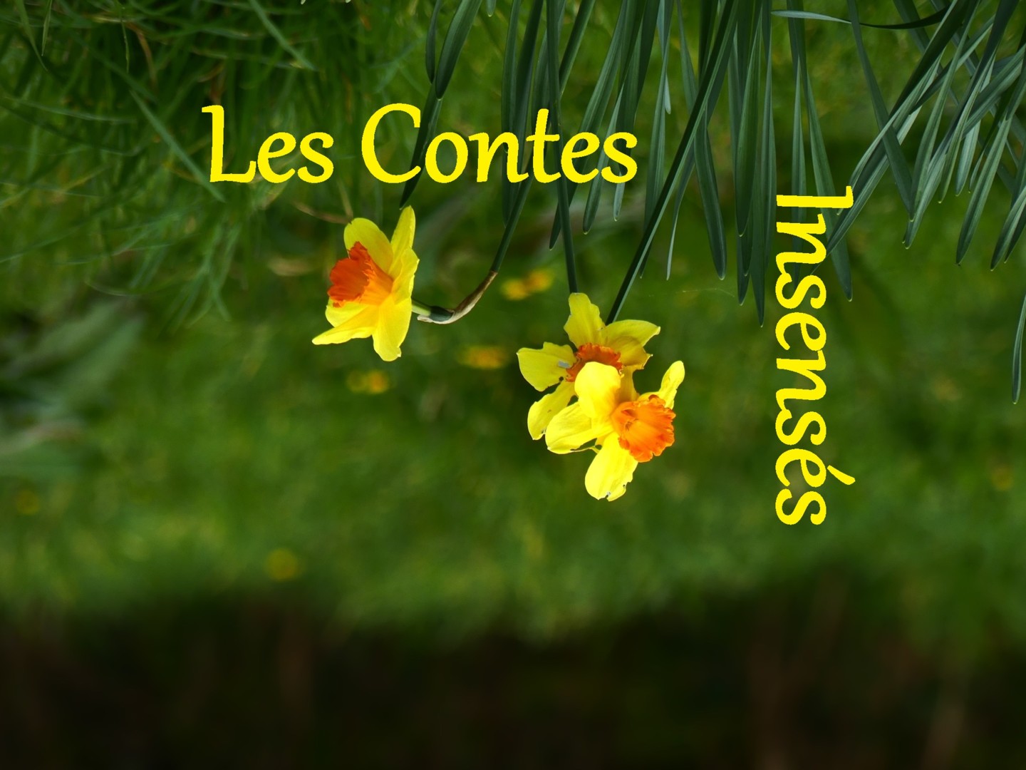 Contes Insensés