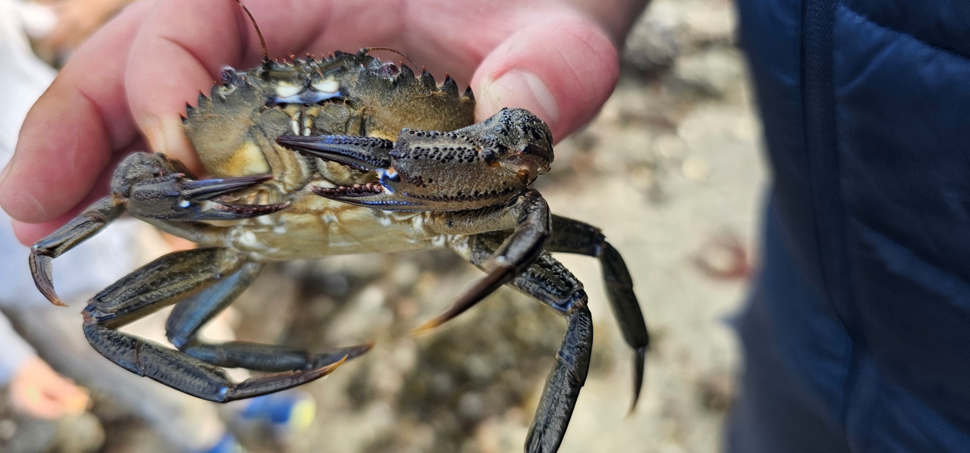 Les p'tites bêtes à marée basse