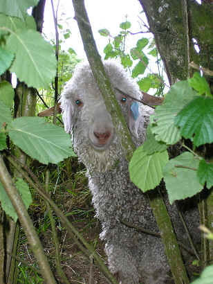 Pelotes laine kid mohair - Mohair du Pays de Corlay
