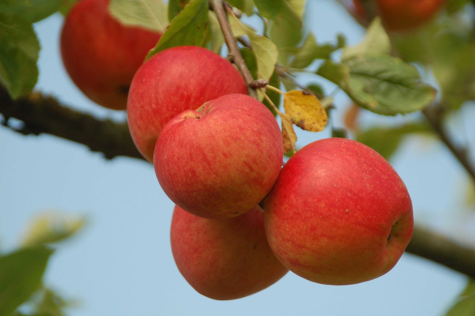 Les pommes à jus