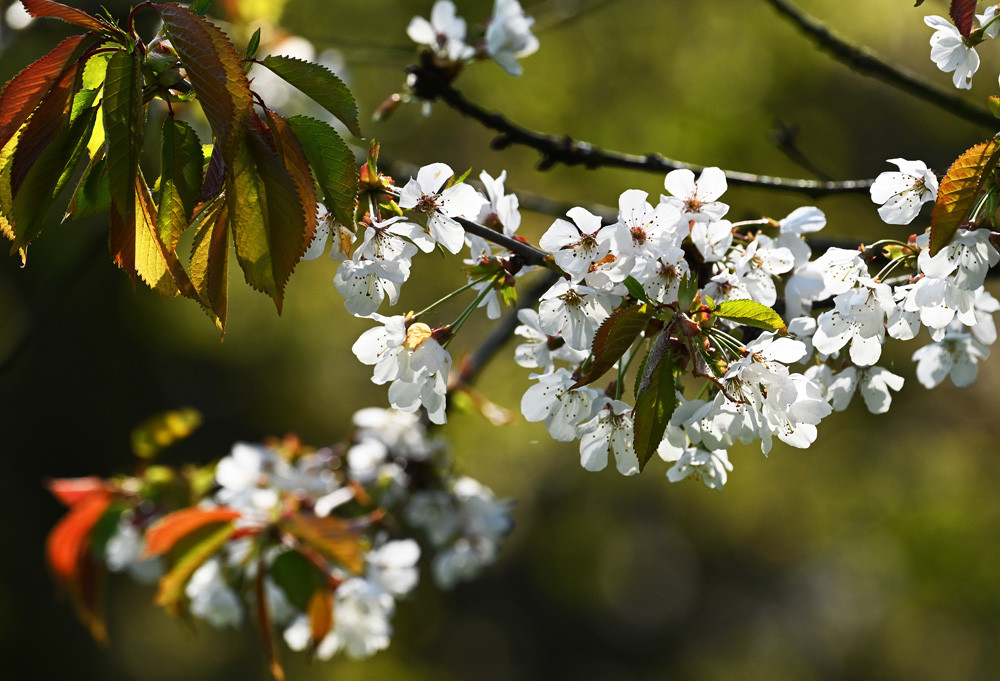 Histoires d'arbres