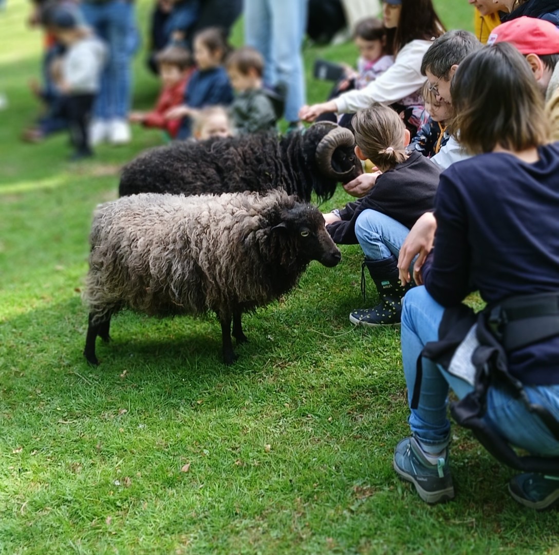 Visite ferme pédagogique