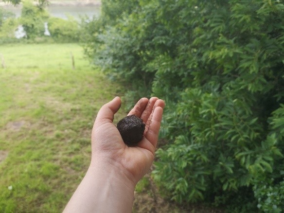 Atelier bombes à graines