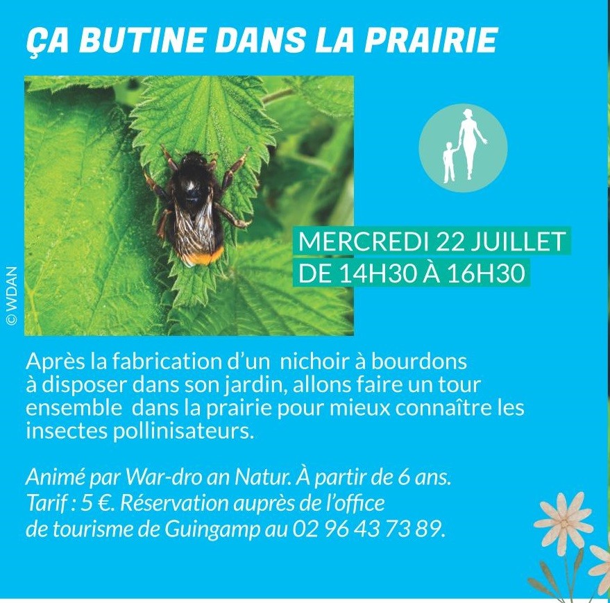 Ça butine dans la prairie
