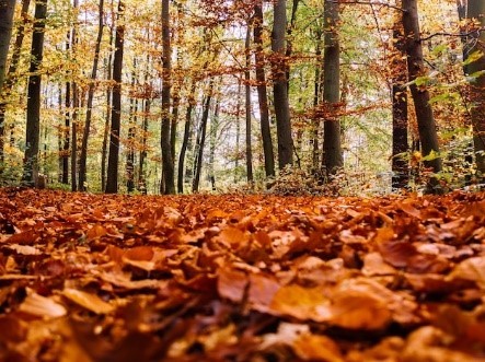 Forêt de Penhoat-Lancerf en automne