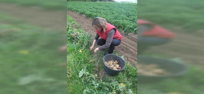 L'histoire de la pomme de terre