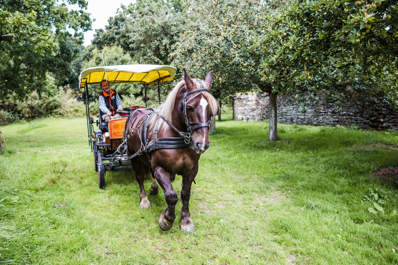 Attelage chevaux