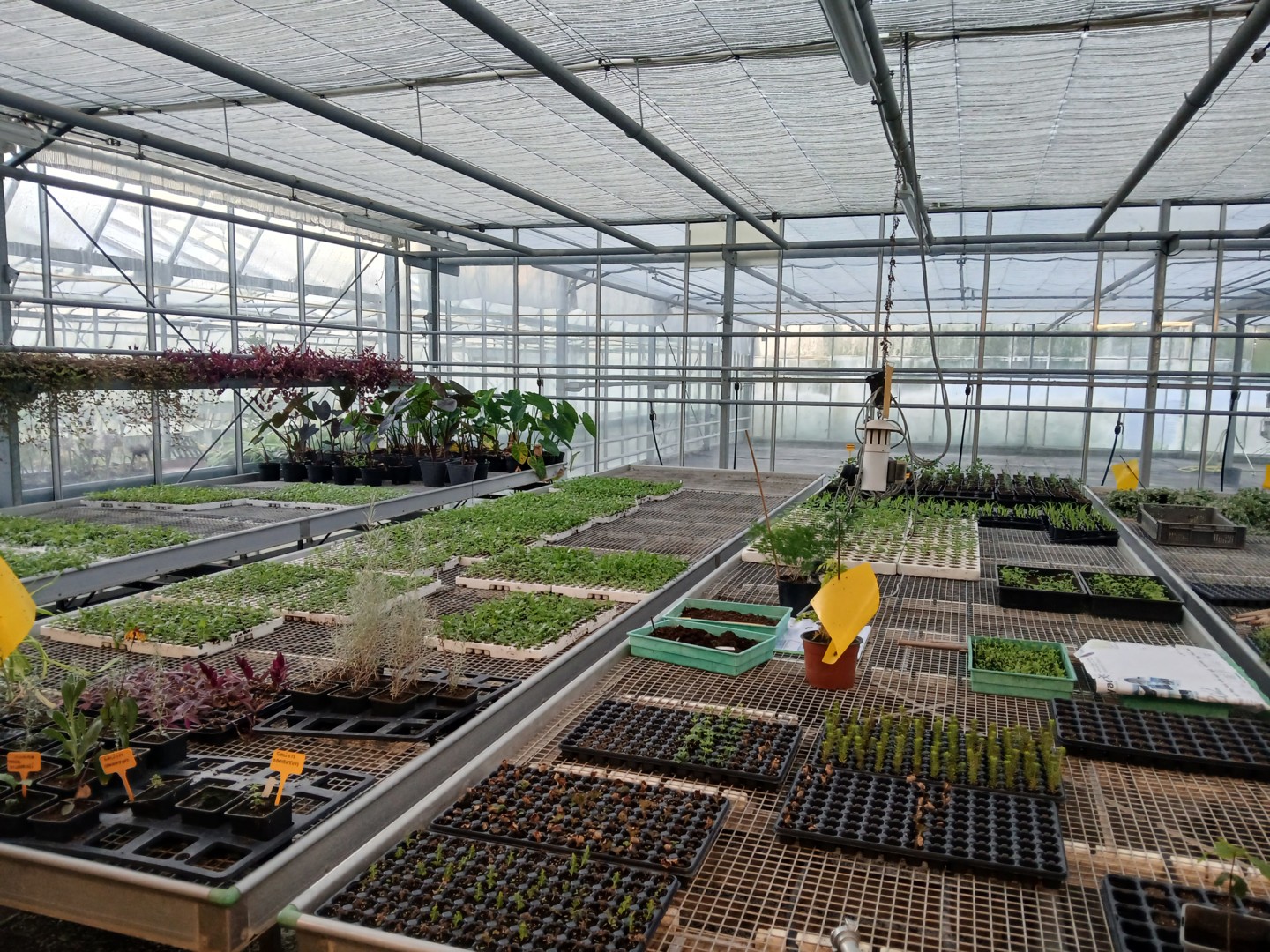 Ceclule production