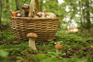 Cueillette champignons - pexels-selena1965-39890516