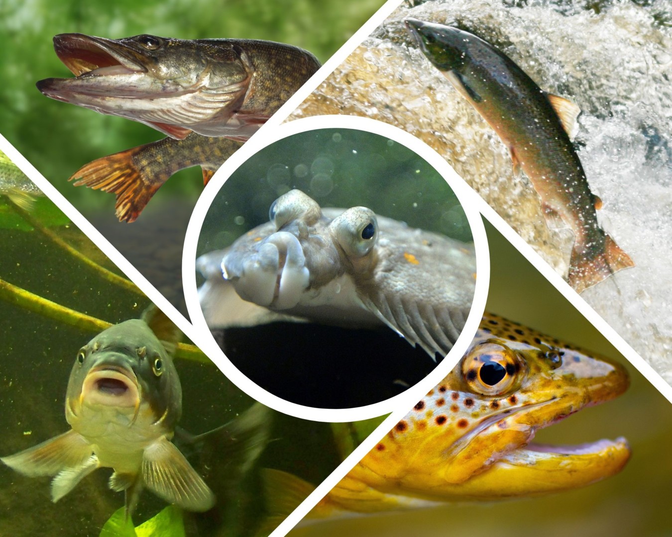 Aquarium des Curieux de nature