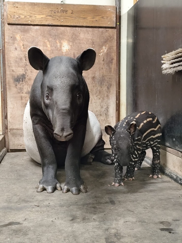 TAPIR ET BB TAPIR