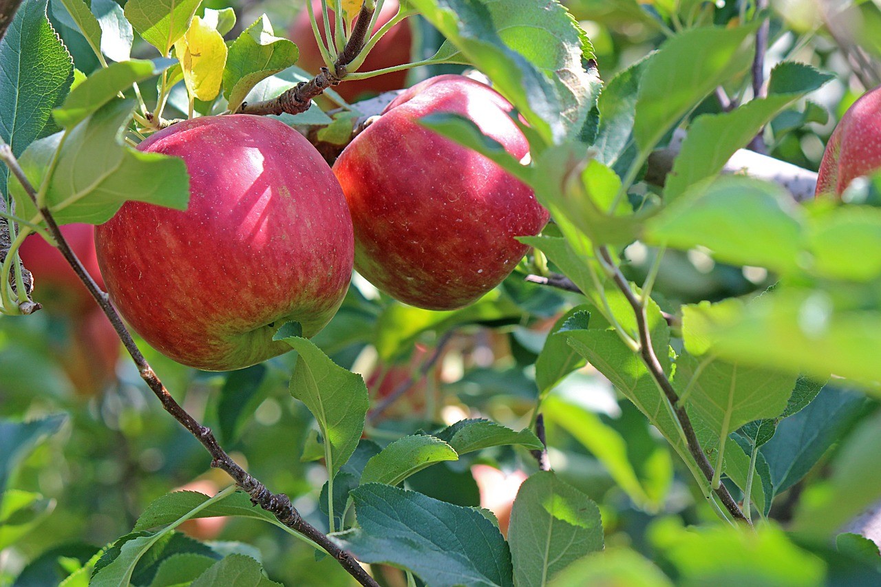 pomme apple-2720105_1280