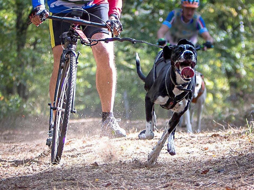 cani_vtt_pledran